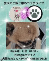 【8/24（日）20時～】インスタライブ：おしゃかわ犬服で大人気！ハンドメイド作家のたぬとんさん×犬猫の“食べる幸せ"Paw’s Green Deliさんコラボ配信