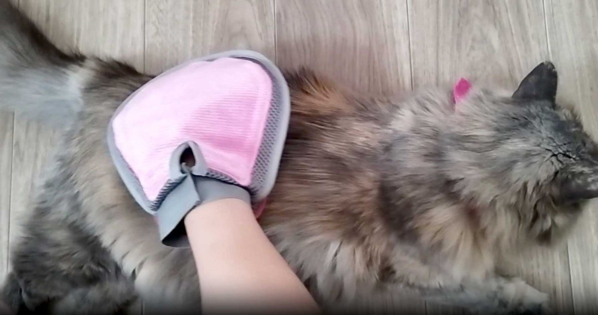 画像13: 猫舌とろん 大満足2種セット|猫ちゃんうっとり 猫舌感触グルーミングブラシ&2WAYグローブ|森のトンネル ビューティーワールド (13)