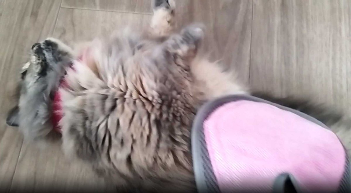 画像15: 猫舌とろん 大満足2種セット|猫ちゃんうっとり 猫舌感触グルーミングブラシ&2WAYグローブ|森のトンネル ビューティーワールド (15)