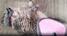 画像15: 猫舌とろん　大満足２種セット｜猫ちゃんうっとり　猫舌感触グルーミングブラシ＆2WAYグローブ｜森のトンネル　ビューティーワールド (15)