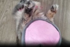 画像14: 猫舌とろん　大満足２種セット｜猫ちゃんうっとり　猫舌感触グルーミングブラシ＆2WAYグローブ｜森のトンネル　ビューティーワールド (14)