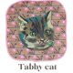 Tabby cat
