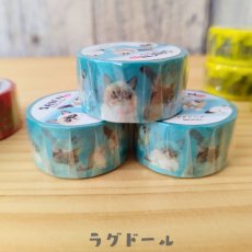 画像2: 【SAIEN】 ３点セット　KIMIKO IGUCHI 猫だらけマスキングテープ｜赤・ブルー・イエロー×各１色｜エキゾチックショートヘア・ラグドール・アビシニアン｜猫 ネコ ねこ (2)