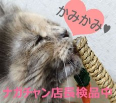 画像9: 国内発送｜ペット用品　天然サイザル麻　人参じゃらし付きキャットツリー★ミニ｜ミニキャットポール｜かじかじ　爪とぎ｜おもちゃ　運動　気分転換　スキンシップ　リラックス (9)