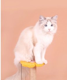 画像6: 国内発送｜ペット用品　天然サイザル麻　ゆらゆらボール＆お花のキャットポール★ミニ｜ピンク｜ミニキャットツリー｜かじかじ爪とぎガリガリ｜おもちゃ　運動　気分転換　スキンシップ　リラックス　組み立て簡単　子猫ちゃんに (6)