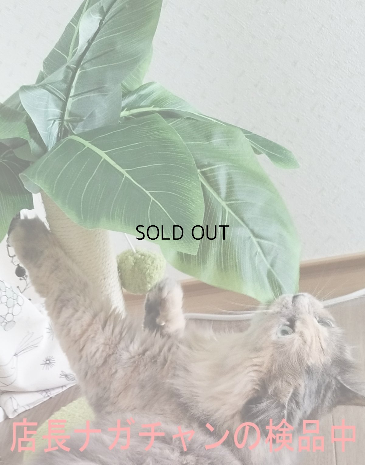 画像7: 国内発送|訳ありお買い得品☆ペット用品 天然サイザル麻 南国ヤシの木キャットツリーミニ☆ぶらぶらヤシの実♪シャカシャカ葉っぱ|爪とぎ おもちゃ 運動 気分転換 スキンシップ リラックス 組み立て簡単 子猫ちゃんに (7)