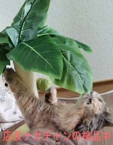 画像7: 国内発送｜訳ありお買い得品☆ペット用品　天然サイザル麻　南国ヤシの木キャットツリーミニ☆ぶらぶらヤシの実♪シャカシャカ葉っぱ｜爪とぎ　おもちゃ　運動　気分転換　スキンシップ　リラックス　組み立て簡単　子猫ちゃんに (7)