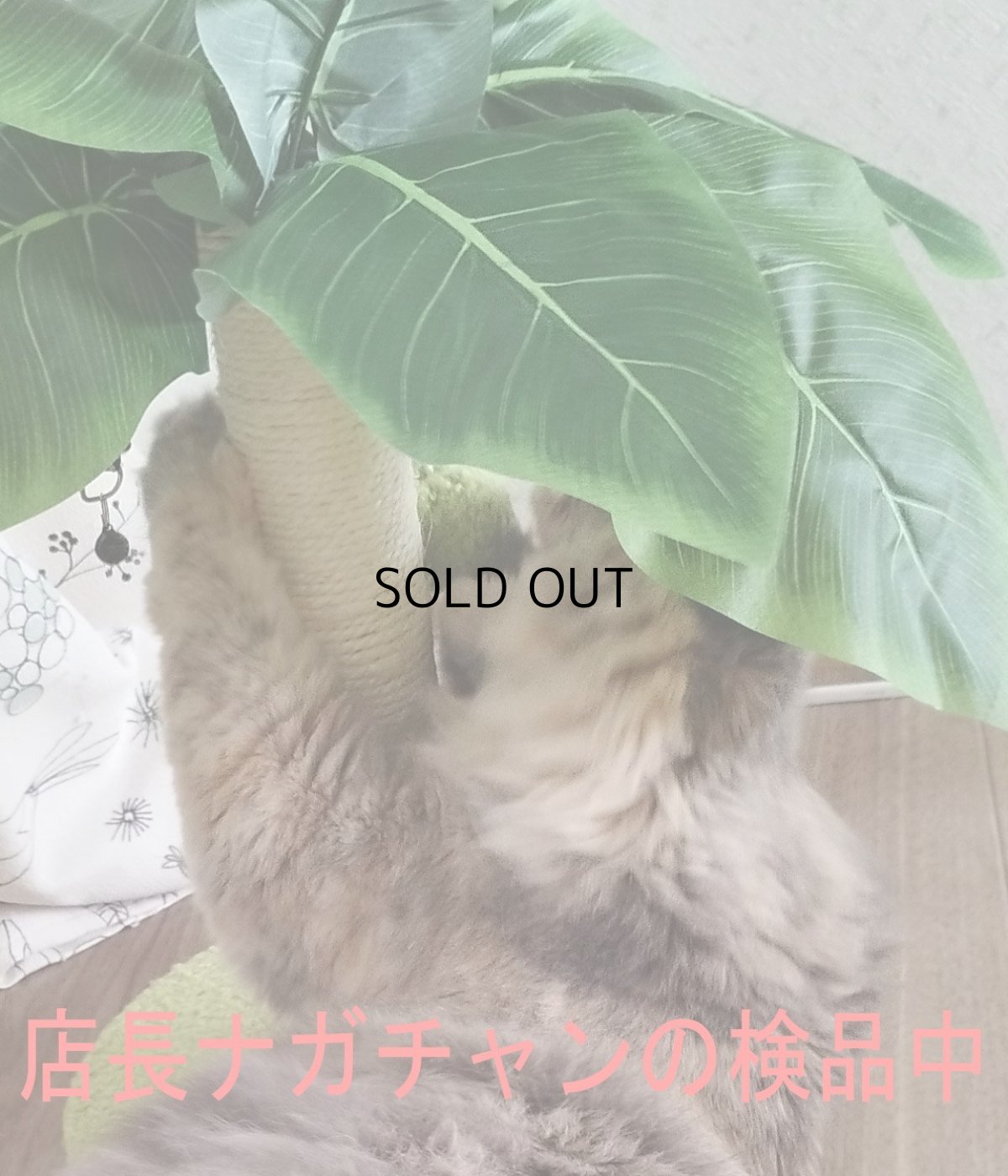 画像10: 国内発送|訳ありお買い得品☆ペット用品 天然サイザル麻 南国ヤシの木キャットツリーミニ☆ぶらぶらヤシの実♪シャカシャカ葉っぱ|爪とぎ おもちゃ 運動 気分転換 スキンシップ リラックス 組み立て簡単 子猫ちゃんに (10)