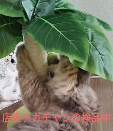 画像10: 国内発送｜訳ありお買い得品☆ペット用品　天然サイザル麻　南国ヤシの木キャットツリーミニ☆ぶらぶらヤシの実♪シャカシャカ葉っぱ｜爪とぎ　おもちゃ　運動　気分転換　スキンシップ　リラックス　組み立て簡単　子猫ちゃんに (10)