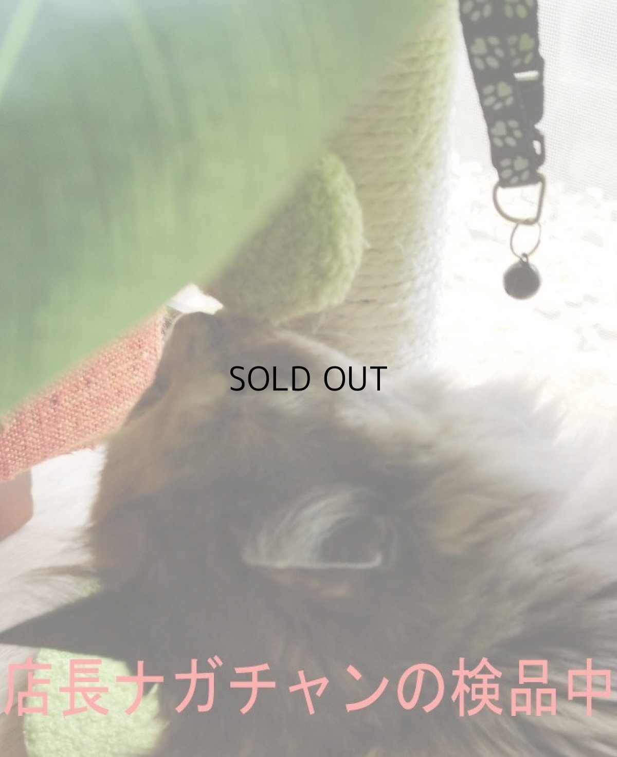 画像9: 国内発送|訳ありお買い得品☆ペット用品 天然サイザル麻 南国ヤシの木キャットツリーミニ☆ぶらぶらヤシの実♪シャカシャカ葉っぱ|爪とぎ おもちゃ 運動 気分転換 スキンシップ リラックス 組み立て簡単 子猫ちゃんに (9)