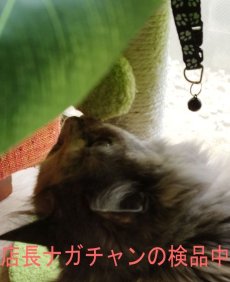 画像9: 国内発送｜訳ありお買い得品☆ペット用品　天然サイザル麻　南国ヤシの木キャットツリーミニ☆ぶらぶらヤシの実♪シャカシャカ葉っぱ｜爪とぎ　おもちゃ　運動　気分転換　スキンシップ　リラックス　組み立て簡単　子猫ちゃんに (9)