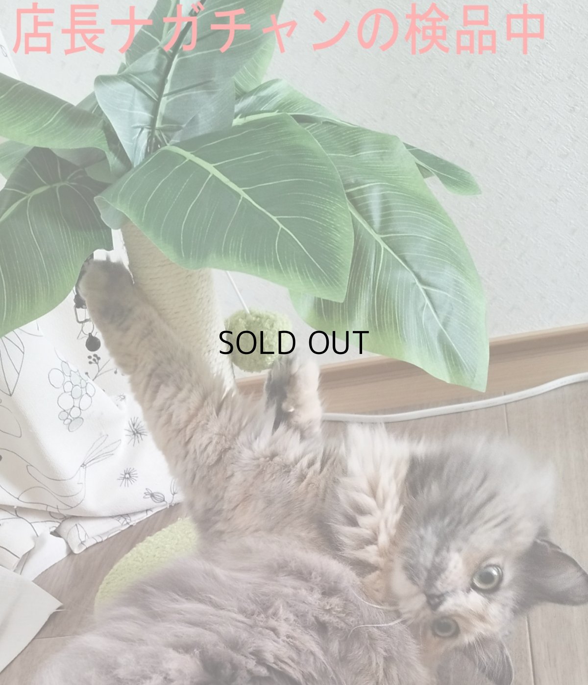 画像8: 国内発送|訳ありお買い得品☆ペット用品 天然サイザル麻 南国ヤシの木キャットツリーミニ☆ぶらぶらヤシの実♪シャカシャカ葉っぱ|爪とぎ おもちゃ 運動 気分転換 スキンシップ リラックス 組み立て簡単 子猫ちゃんに (8)