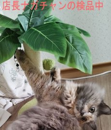 画像8: 国内発送｜訳ありお買い得品☆ペット用品　天然サイザル麻　南国ヤシの木キャットツリーミニ☆ぶらぶらヤシの実♪シャカシャカ葉っぱ｜爪とぎ　おもちゃ　運動　気分転換　スキンシップ　リラックス　組み立て簡単　子猫ちゃんに (8)
