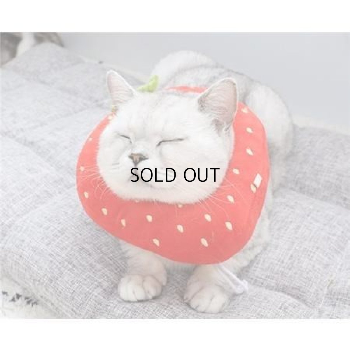 画像1: 国内発送|エリザベスカラー いちご Mサイズ|ソフトタイプ|もこもこ食パン 中綿入り|手術後の傷やケガの保護 コスプレ 記念撮影 (1)