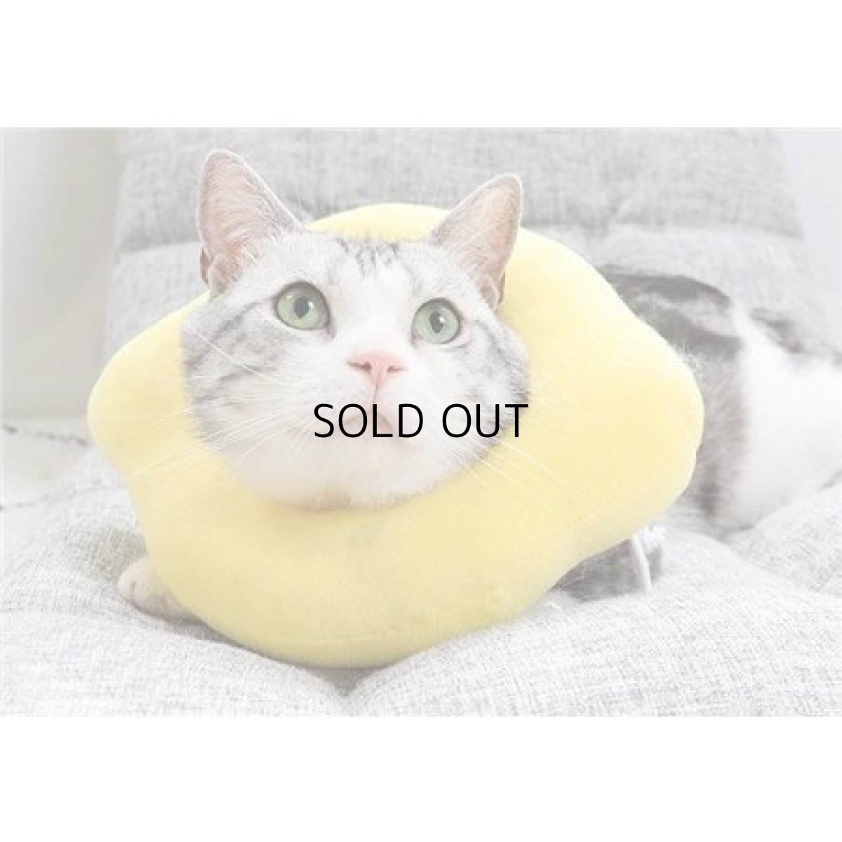 画像1: 国内発送|エリザベスカラー レモン Mサイズ|ソフトタイプ|もこもこ食パン 中綿入り|手術後の傷やケガの保護 コスプレ 記念撮影 (1)