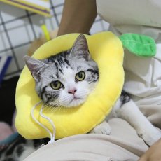 画像5: 国内発送｜エリザベスカラー　レモン　Mサイズ｜ソフトタイプ｜もこもこ食パン　中綿入り｜手術後の傷やケガの保護　コスプレ　記念撮影 (5)