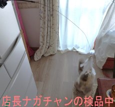 画像8: 国内発送｜吸盤＆手持ちの2WAY　フィッシング猫じゃらし　ふわふわ羽毛＆鈴の音でジャンプ｜黒羽毛｜猫用おもちゃ　ペット用品　運動　気分転換　スキンシップ　リラックス　プレゼント (8)