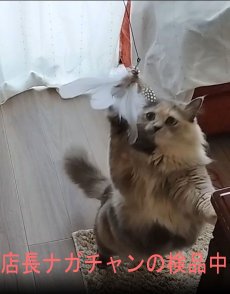 画像9: 国内発送｜吸盤＆手持ちの2WAY　フィッシング猫じゃらし　ふわふわ羽毛＆鈴の音でジャンプ｜黒羽毛｜猫用おもちゃ　ペット用品　運動　気分転換　スキンシップ　リラックス　プレゼント (9)