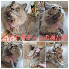 画像9: 国内発送｜ペット用品　ペイズリー柄三角バンダナ首輪｜選べるカラー｜オシャレ可愛い　ハンカチ　記念撮影 (9)