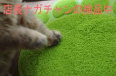 画像5: 国内発送｜!!!訳あり激安!!!ペット用品　おっきな肉球砂取りマット｜丸ごと水洗い可能｜お食事　トイレ　爪とぎ　ペットマット｜猫用おもちゃ　お昼寝　運動　気分転換　スキンシップ　リラックス (5)