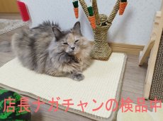 画像8: 国内発送｜天然サイザル麻　オシャレシンプル爪とぎマット｜ペット用品　猫用おもちゃ　お昼寝　運動　気分転換　スキンシップ　リラックス　プレゼント　贈り物 (8)
