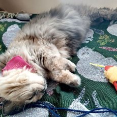 画像7: 【松尾ミユキ】タペストリーラグ｜グリーン（緑）｜Rabbit/Bird/Cat(Cat&Leaf/110113)｜うさぎと鳥と猫　ネコ　ねこ (7)