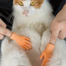 画像4: 国内発送｜ペット用品　猫なで指サック｜選べる！右手　左手｜おもしろおもちゃ｜ソフビ指人形｜ラバートイ｜ミニフィンガーペットトイ｜猫用おもちゃ　お昼寝　運動　気分転換　スキンシップ　リラックス (4)