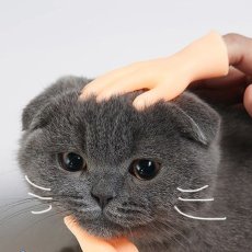画像5: 国内発送｜ペット用品　猫なで指サック｜選べる！右手　左手｜おもしろおもちゃ｜ソフビ指人形｜ラバートイ｜ミニフィンガーペットトイ｜猫用おもちゃ　お昼寝　運動　気分転換　スキンシップ　リラックス (5)