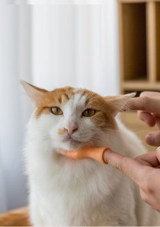 画像6: 国内発送｜ペット用品　猫なで指サック｜選べる！右手　左手｜おもしろおもちゃ｜ソフビ指人形｜ラバートイ｜ミニフィンガーペットトイ｜猫用おもちゃ　お昼寝　運動　気分転換　スキンシップ　リラックス (6)