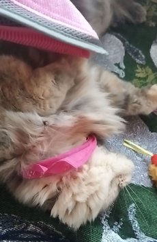画像10: 【ビューティーワールド】森のトンネル｜猫舌とろん　2WAYグローブ手袋｜猫舌感触♪グルーミング　ブラッシングブラシ　毛づくろい　お手入れ (10)