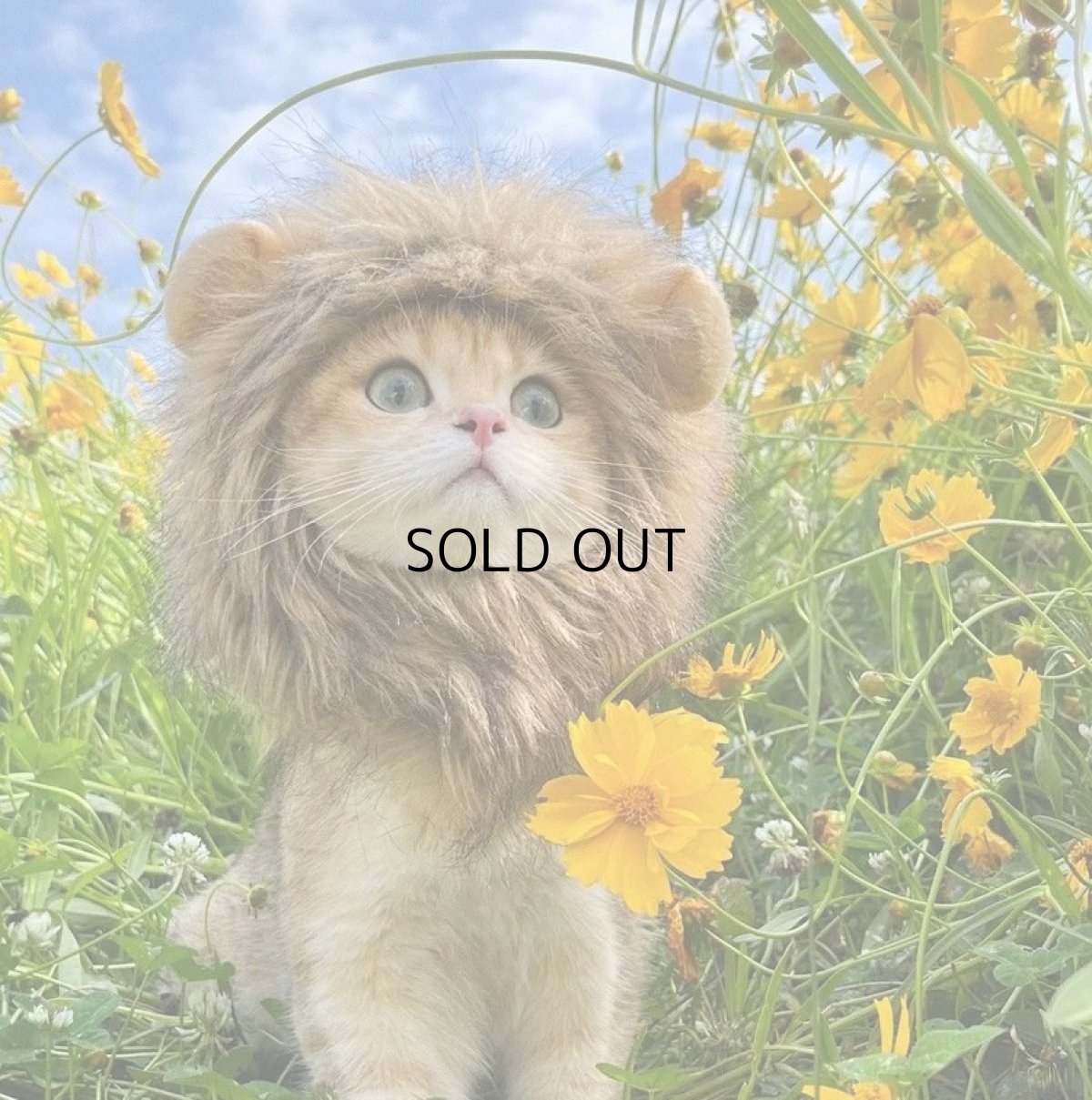 画像3: 国内発送|猫ちゃん用コスプレ ライオンL|ペット服 変身 かぶりもの イベント 記念撮影に♪ (3)