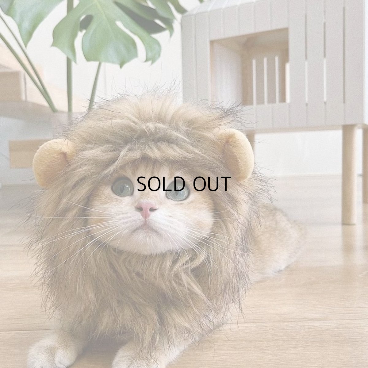 画像6: 国内発送|猫ちゃん用コスプレ ライオンL|ペット服 変身 かぶりもの イベント 記念撮影に♪ (6)