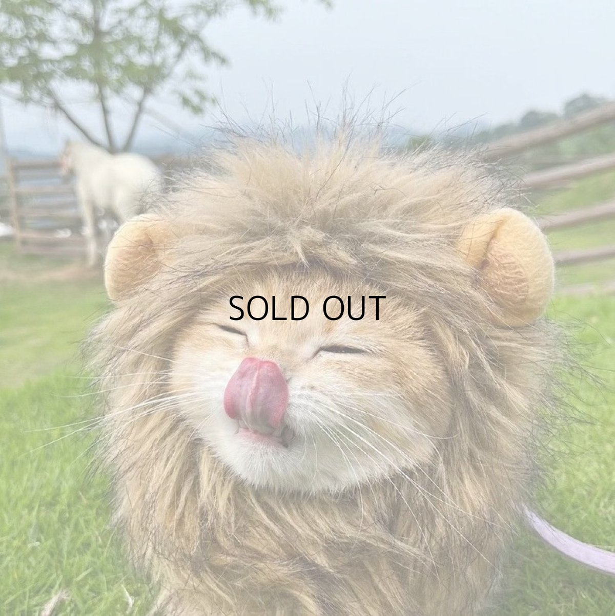 画像8: 国内発送|猫ちゃん用コスプレ ライオンL|ペット服 変身 かぶりもの イベント 記念撮影に♪ (8)