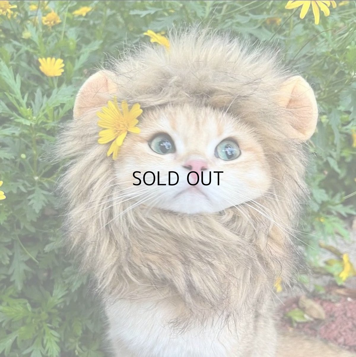 画像7: 国内発送|猫ちゃん用コスプレ ライオンL|ペット服 変身 かぶりもの イベント 記念撮影に♪ (7)