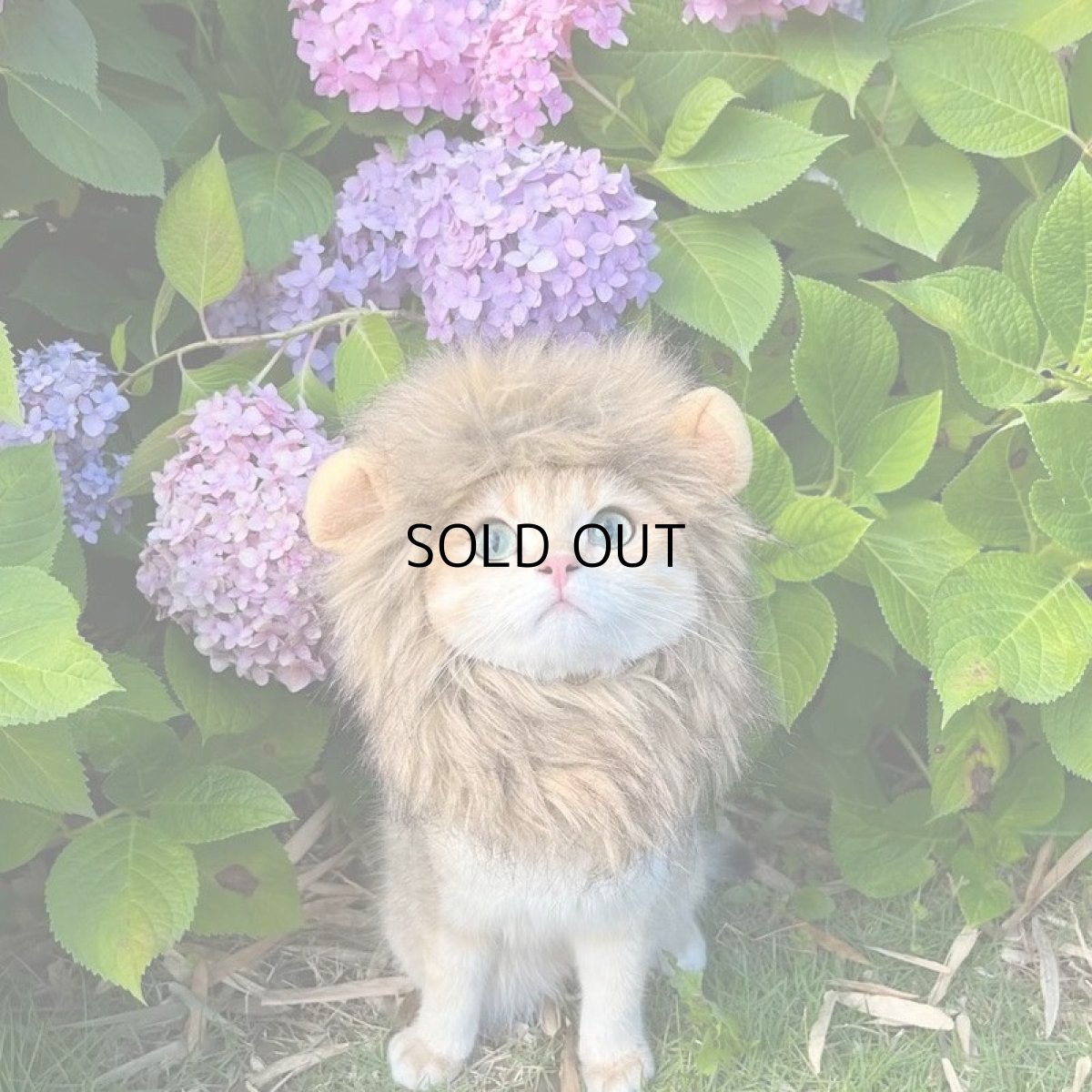 画像4: 国内発送|猫ちゃん用コスプレ ライオンL|ペット服 変身 かぶりもの イベント 記念撮影に♪ (4)