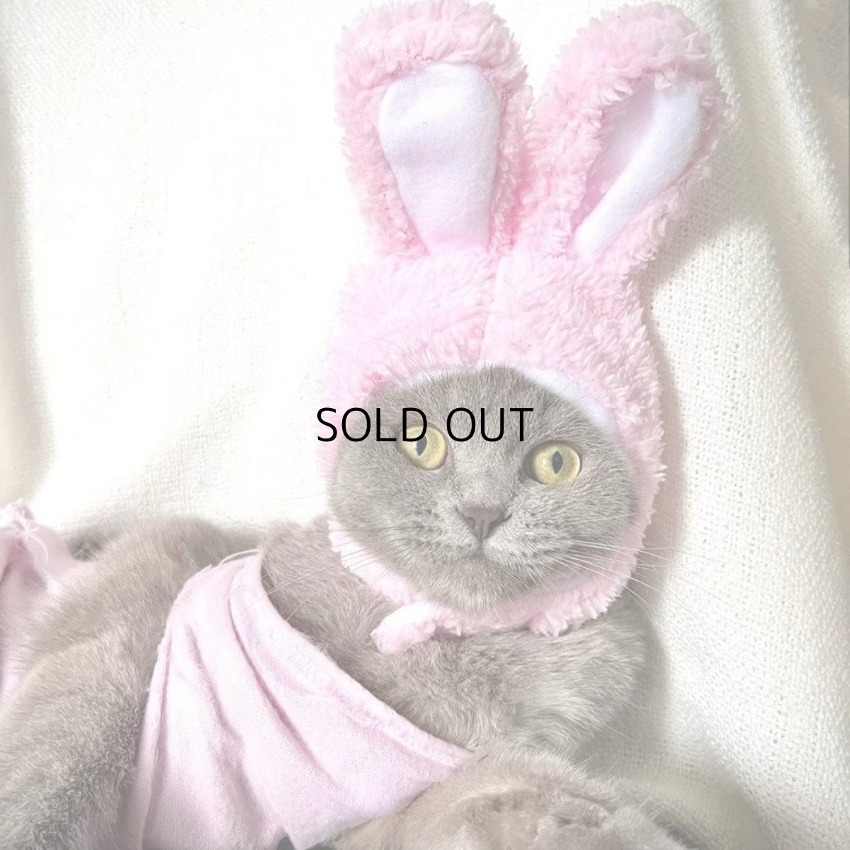 画像2: 国内発送｜猫ちゃん用コスプレ　なりきりうさぎちゃん　ピンク｜ペット服　変身　かぶりもの　イベント　記念撮影に♪ (2)