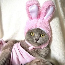 画像2: 国内発送｜猫ちゃん用コスプレ　なりきりうさぎちゃん　ピンク｜ペット服　変身　かぶりもの　イベント　記念撮影に♪ (2)