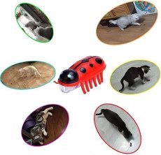 画像6: 国内発送｜猫用おもちゃ　電動てんとう虫　夢中になる♪逃げるテントウムシ｜ペット用品　運動　気分転換　スキンシップ　リラックス　プレゼント　贈り物 (6)