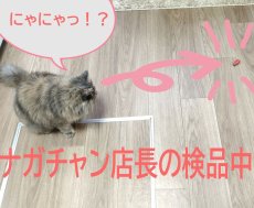 画像9: 国内発送｜猫用おもちゃ　電動てんとう虫　夢中になる♪逃げるテントウムシ｜ペット用品　運動　気分転換　スキンシップ　リラックス　プレゼント　贈り物 (9)