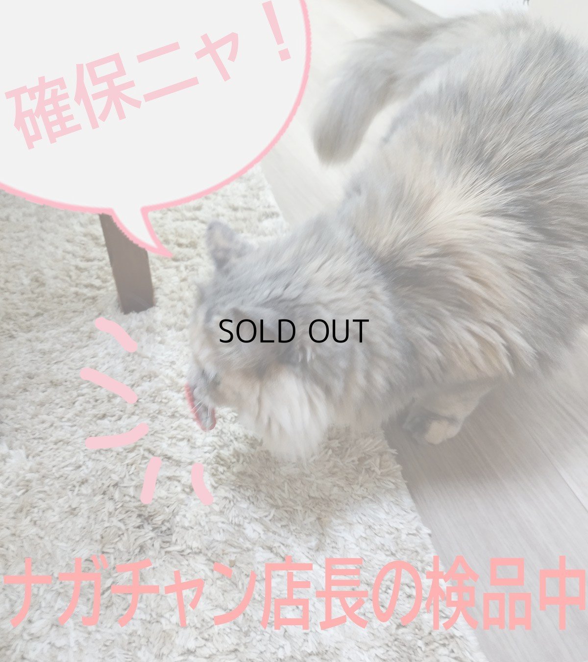 画像8: 国内発送|猫用おもちゃ 電動てんとう虫 夢中になる♪逃げるテントウムシ|ペット用品 運動 気分転換 スキンシップ リラックス プレゼント 贈り物 (8)