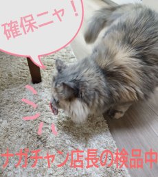 画像8: 国内発送｜猫用おもちゃ　電動てんとう虫　夢中になる♪逃げるテントウムシ｜ペット用品　運動　気分転換　スキンシップ　リラックス　プレゼント　贈り物 (8)