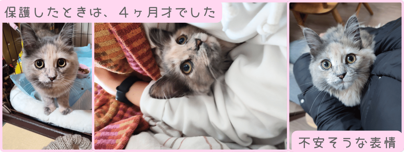 保護したときのナガチャン（生後4ヶ月）