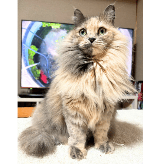 猫店長ナガチャン
